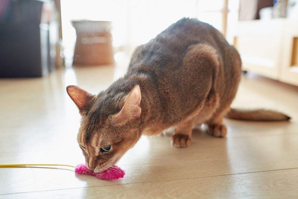 お気に入りの玩具を離さない猫