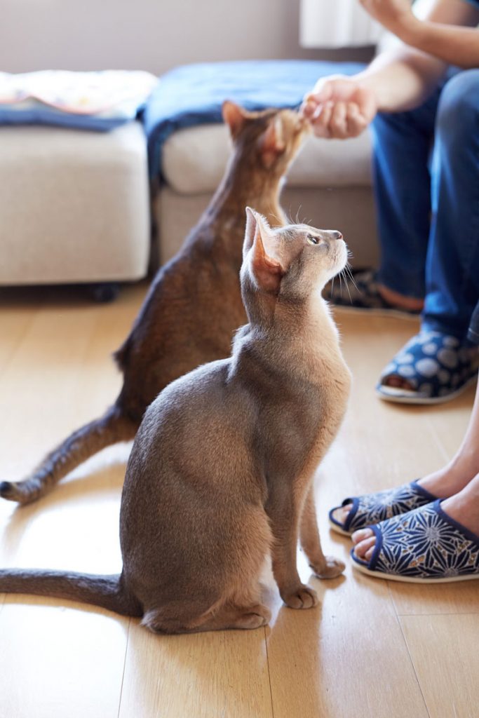 餌をお利口さんに待つ猫